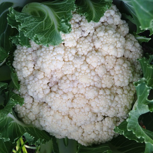 Cauliflower Cendis